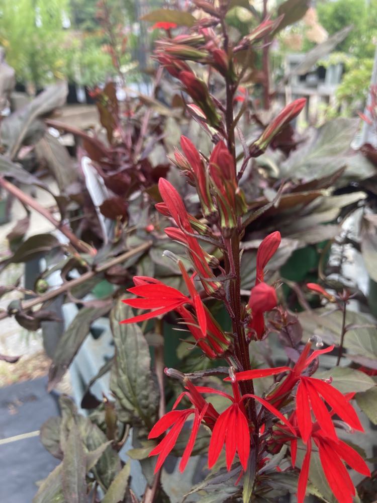 LOBELIA cardinalis Black Truffle 1g