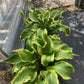 HOSTA Atlantis 2g