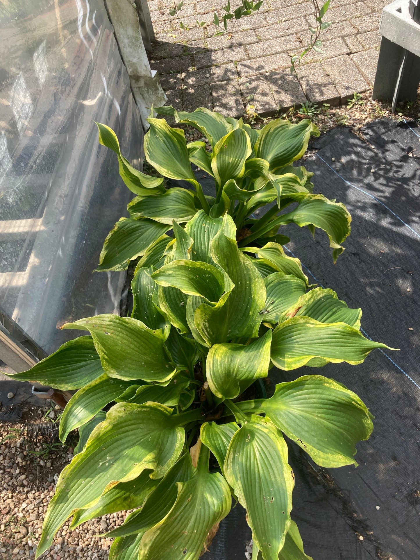 HOSTA Atlantis 2g