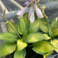 Hosta June 1g