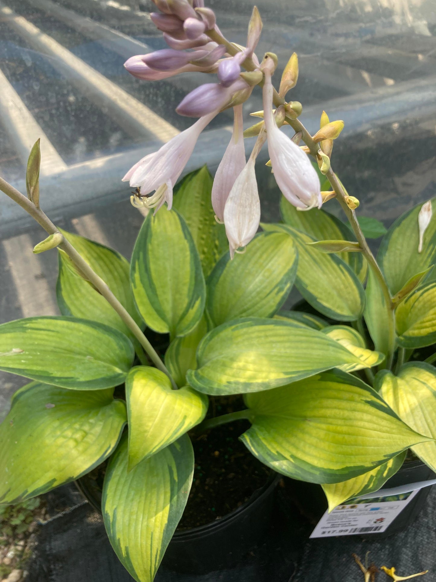 Hosta June 1g