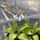 Hosta June 1g