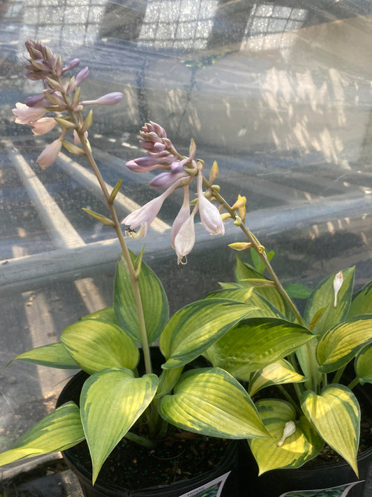 Hosta June 1g