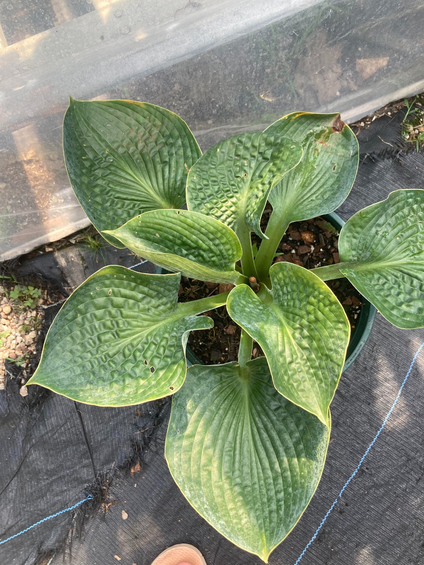 Hosta Big Daddy 2g