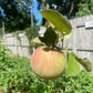 Malus Mcintosh (apple) 5g