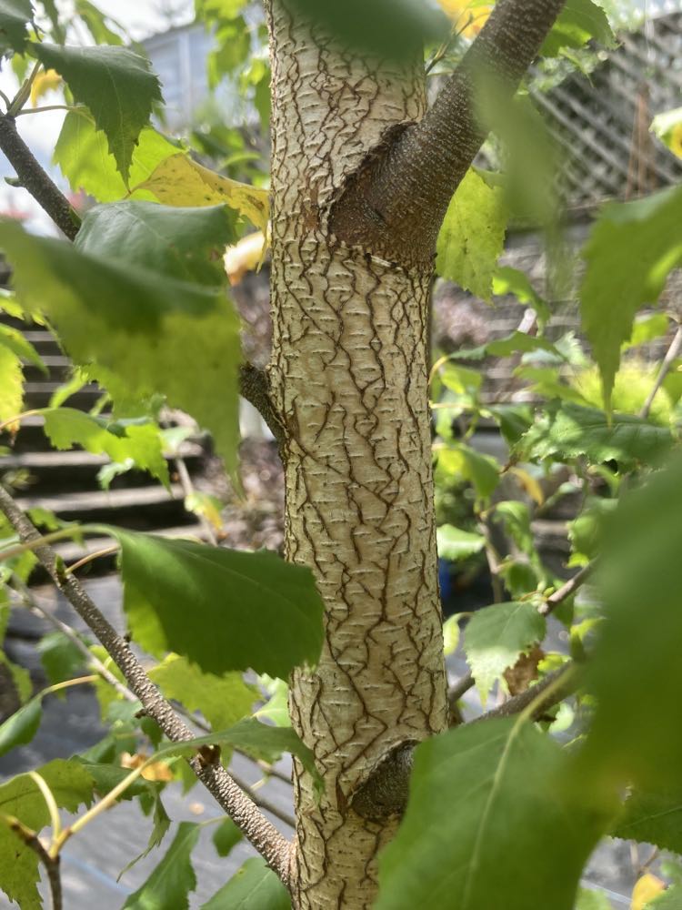 BETULA PLATYPHYLLA `DAKOTA PINNACLE 7g