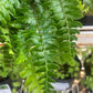 Polystichum polyblepharum tassel fern 1g