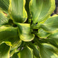 HOSTA Atlantis 2g