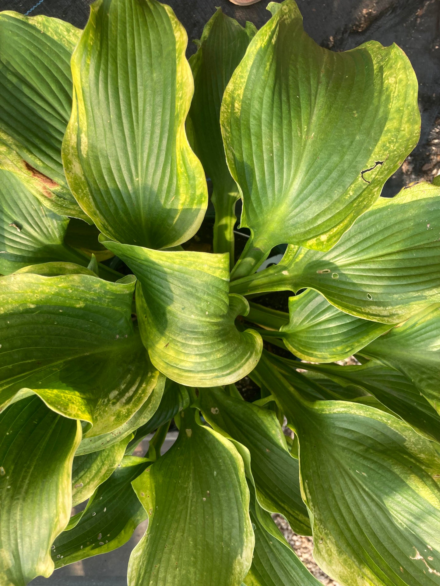 HOSTA Atlantis 2g