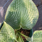 Hosta Big Daddy 2g