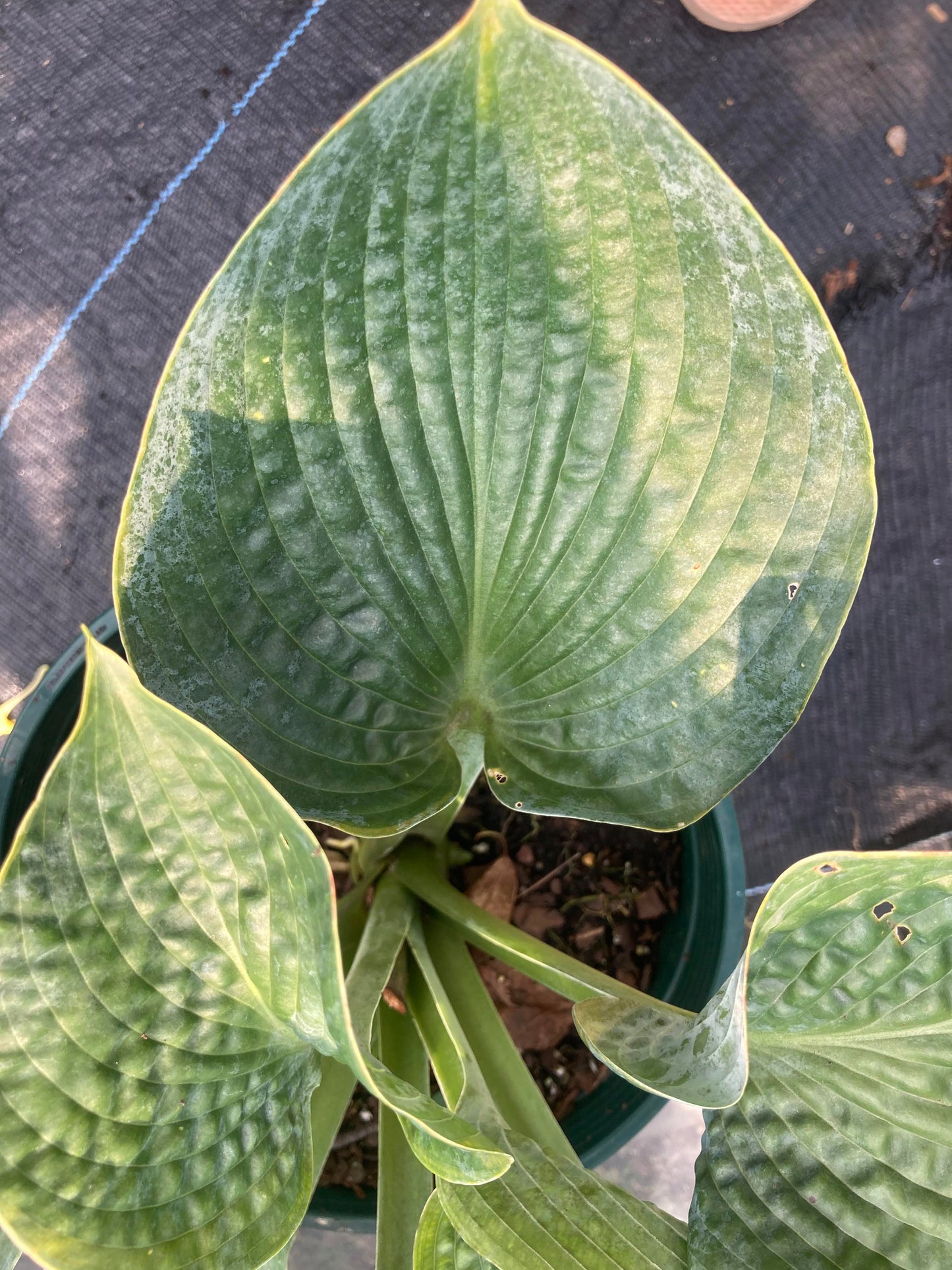 Hosta Big Daddy 2g