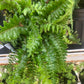 Polystichum polyblepharum tassel fern 1g