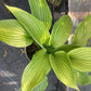 HOSTA Komodo Dragon 1g
