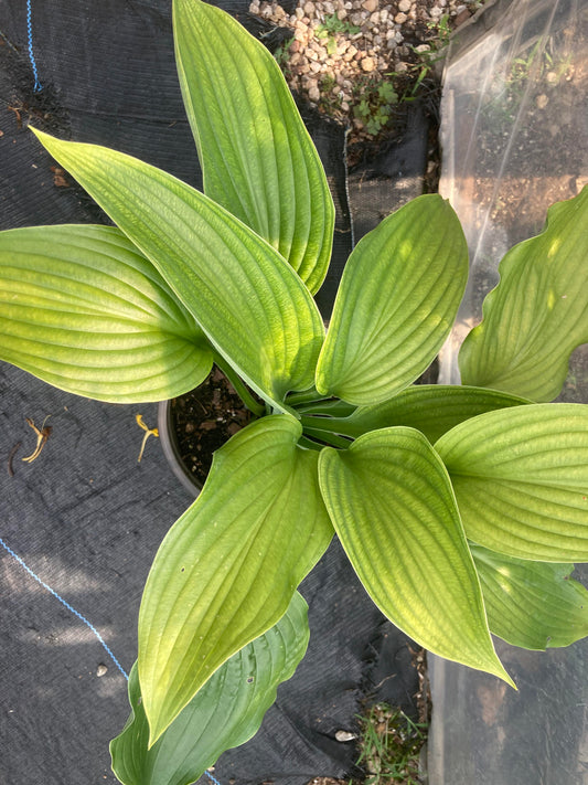 HOSTA Komodo Dragon 1g