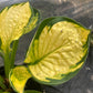 Hosta Rainforest Sunrise 1g