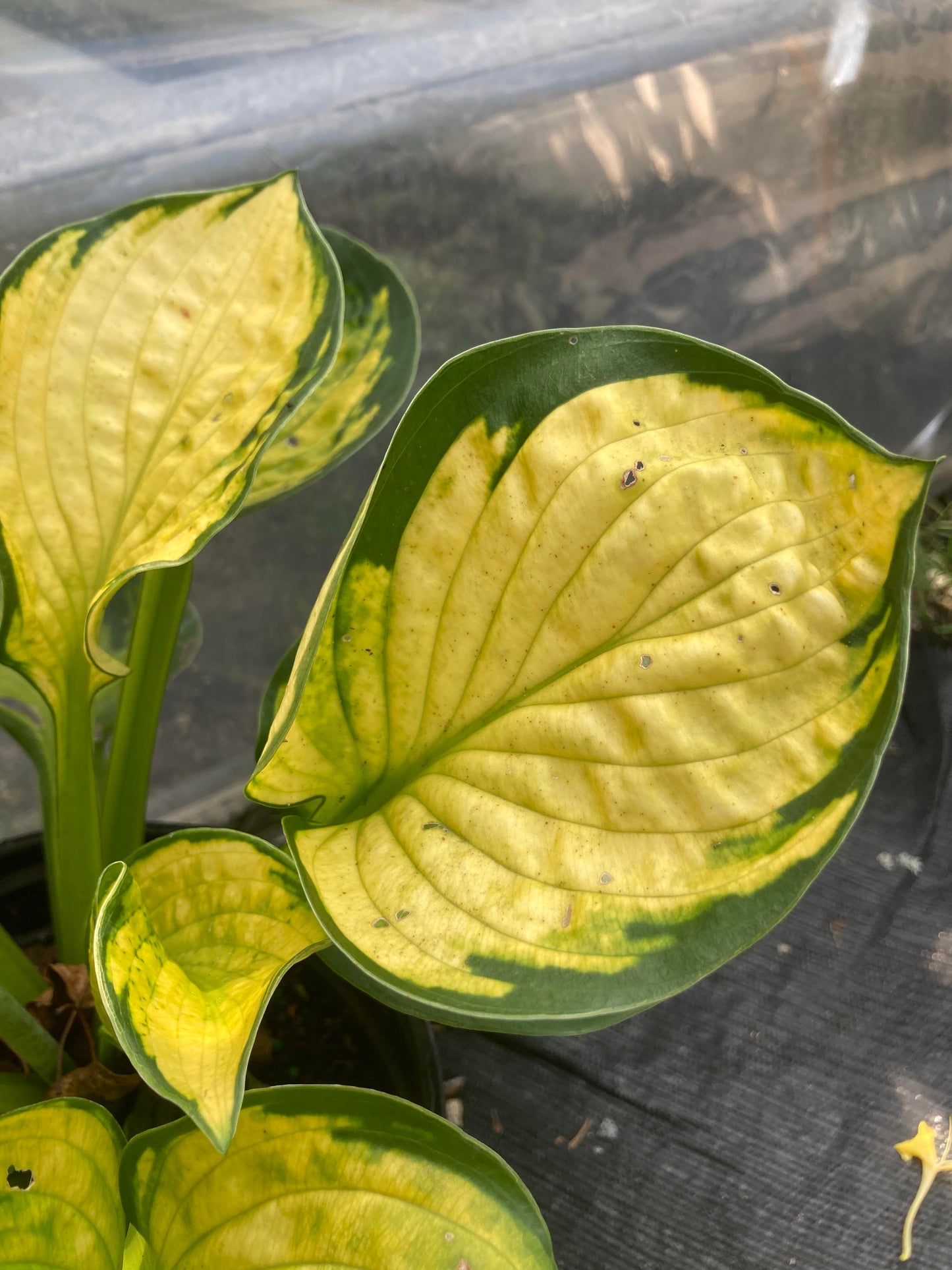 Hosta Rainforest Sunrise 1g