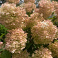 HYDRANGEA PAN. `PHANTOM` TREE 7g