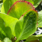 Bergenia Red Beauty 1g