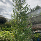 BETULA PLATYPHYLLA `DAKOTA PINNACLE 7g