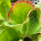 Bergenia Red Beauty 1g