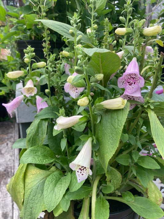 Digitalis Camelot Lavender 1g