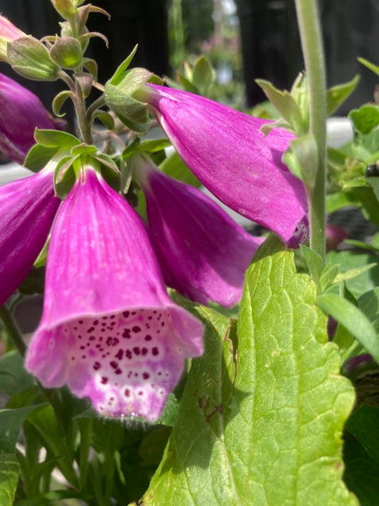 Digitalis Dalmatian Purple 1g
