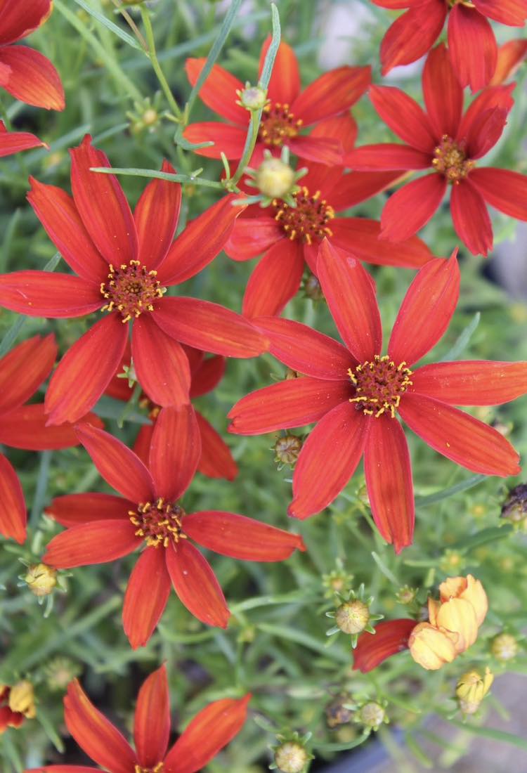 Coreopsis Hot Paprika 1g