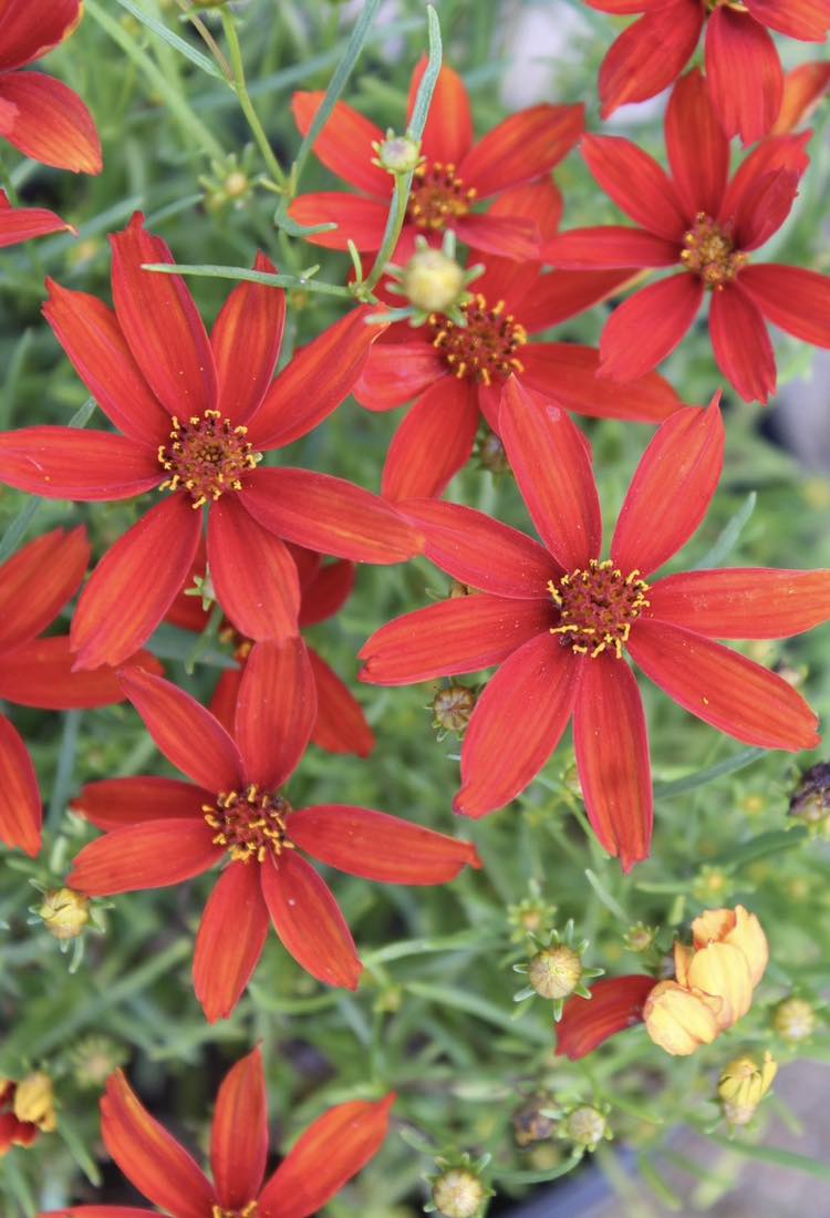 Coreopsis Hot Paprika 1g – Bosco's Garden Center