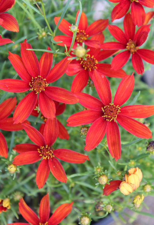 Coreopsis Hot Paprika 1g