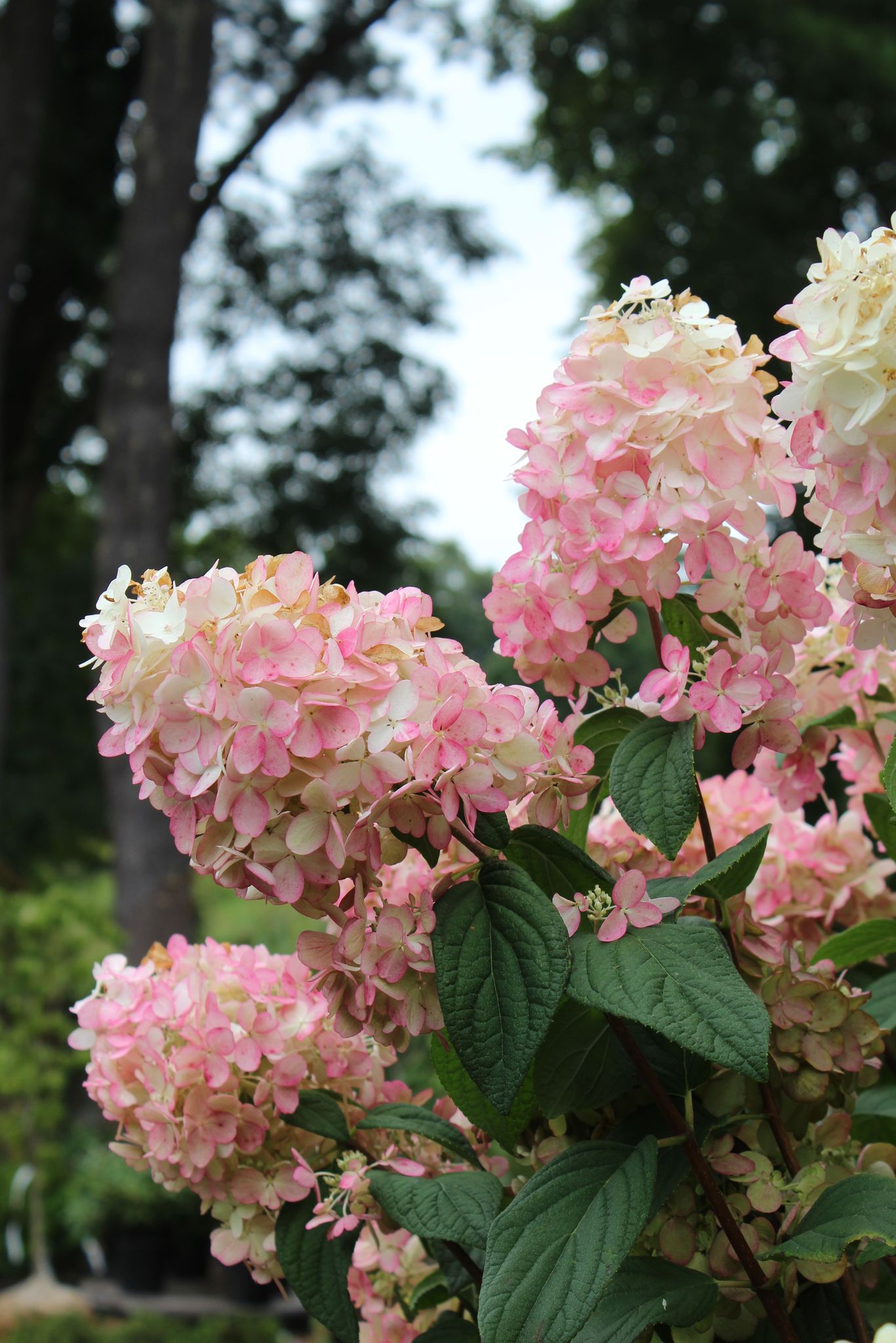 HYDRANGEA PAN. FIRE LIGHT TREE