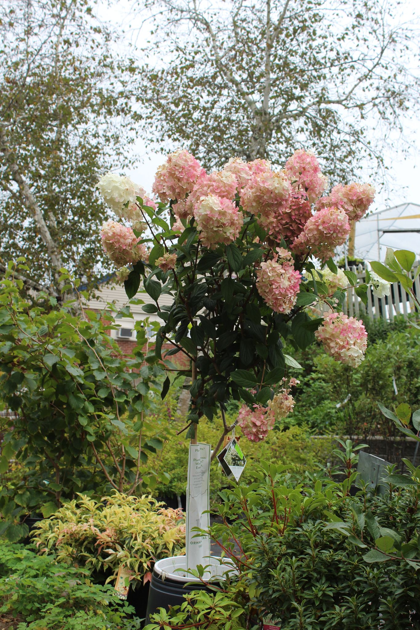 HYDRANGEA PAN. FIRE LIGHT TREE