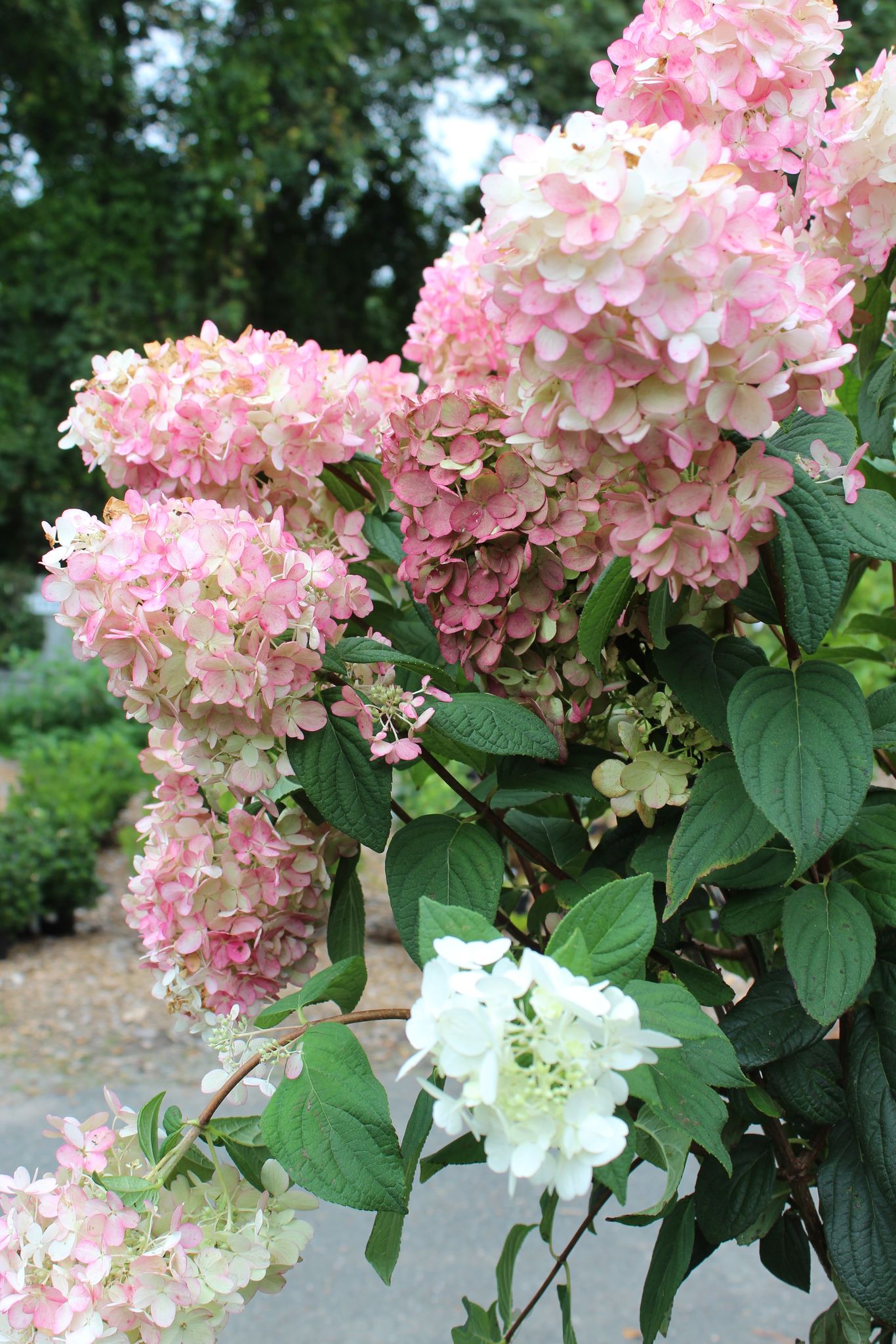 HYDRANGEA PAN. FIRE LIGHT TREE