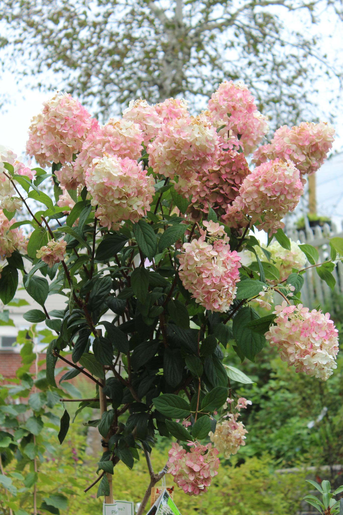 HYDRANGEA PAN. FIRE LIGHT TREE