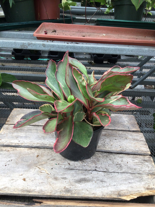 Peperomia Ginny 6'