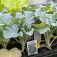 3pk, 4Pk & 6pk veggies