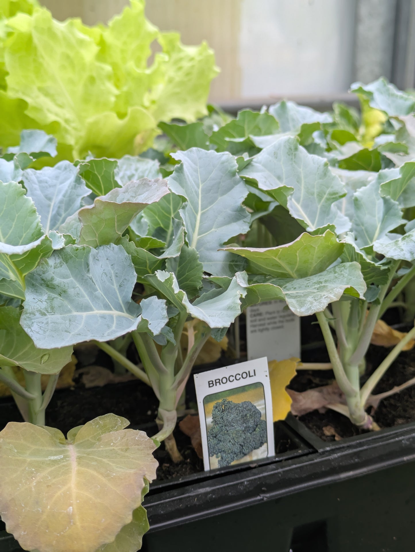 3pk, 4Pk & 6pk veggies