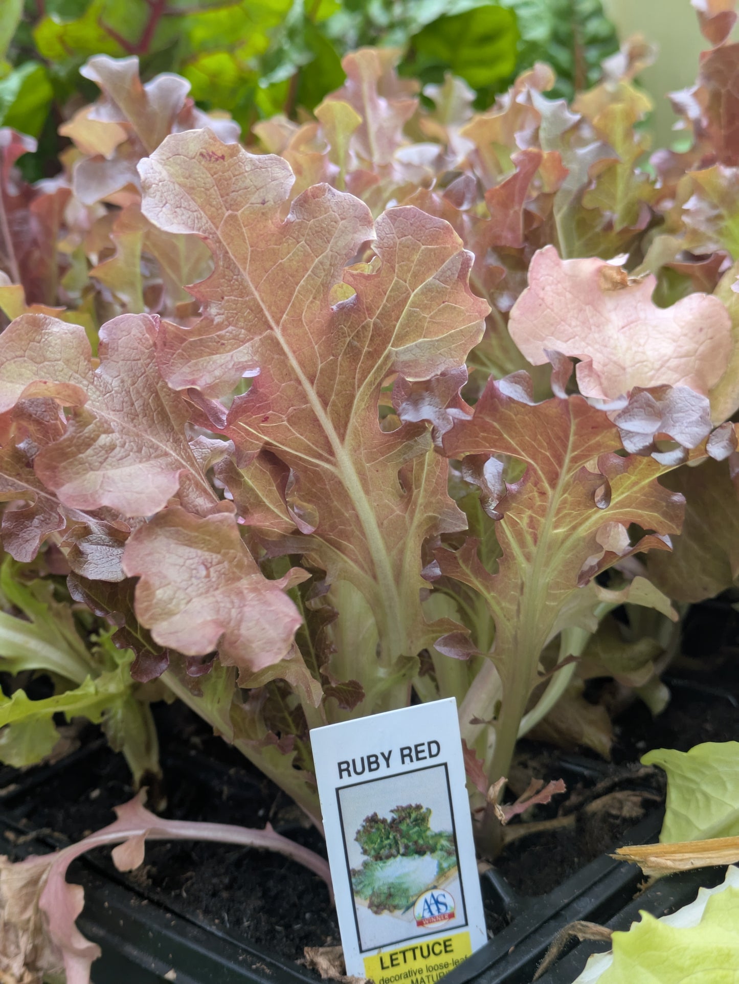 3pk, 4Pk & 6pk veggies