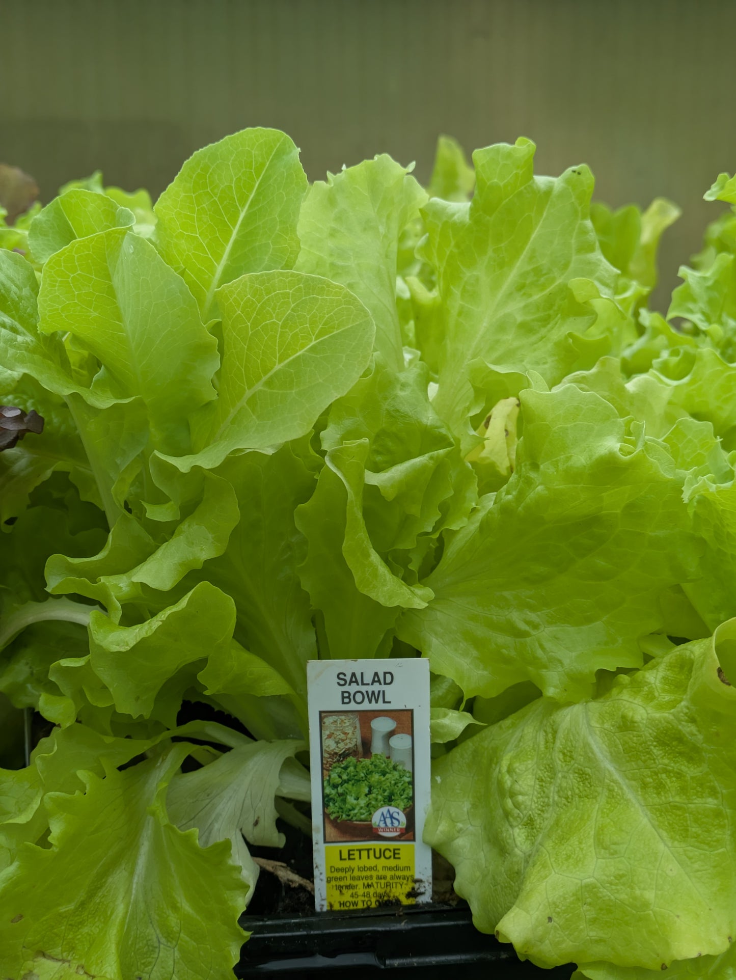3pk, 4Pk & 6pk veggies