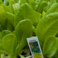 3pk, 4Pk & 6pk veggies