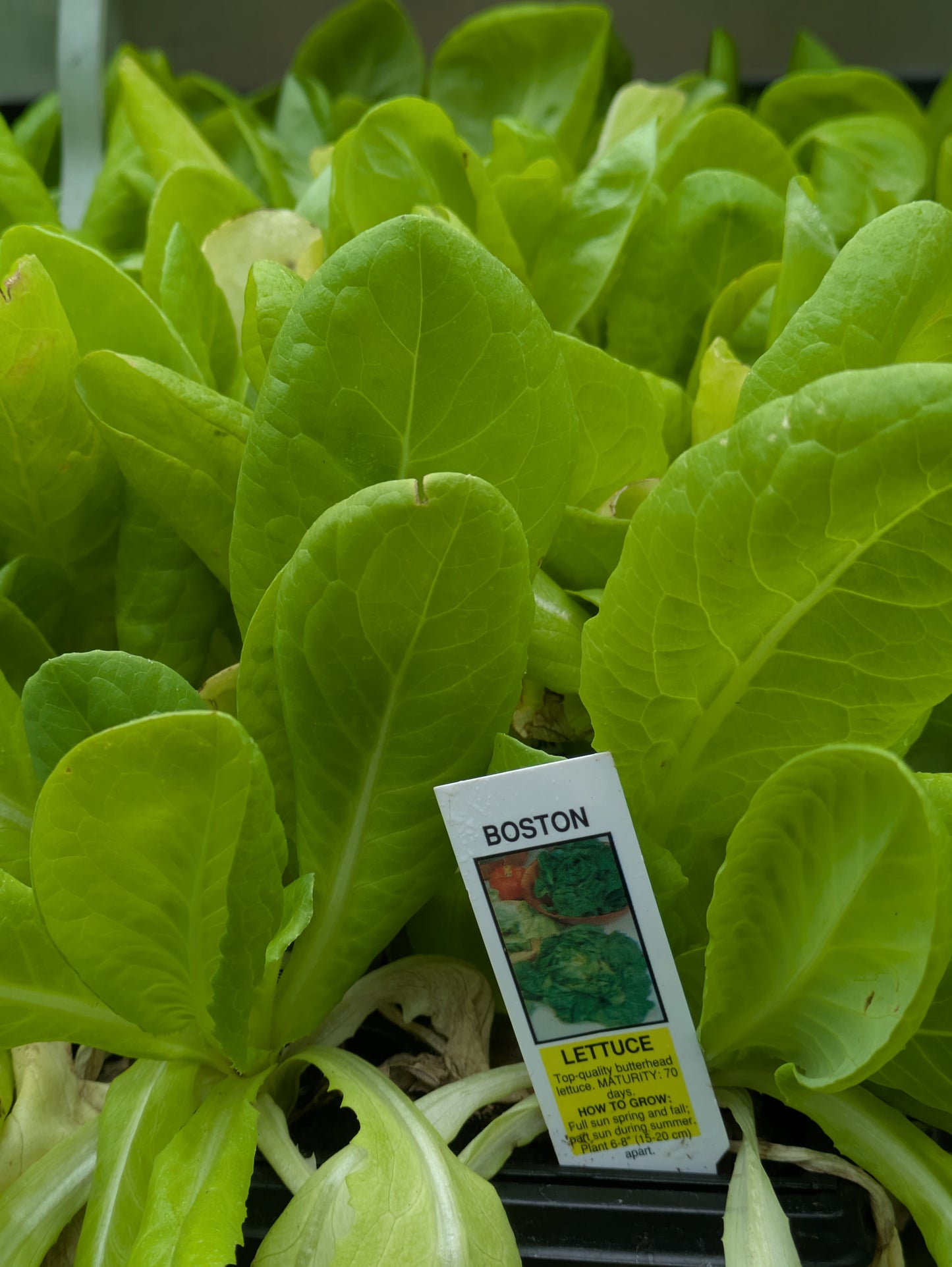 3pk, 4Pk & 6pk veggies
