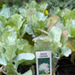 3pk, 4Pk & 6pk veggies