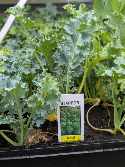 3pk, 4Pk & 6pk veggies