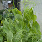 3pk, 4Pk & 6pk veggies