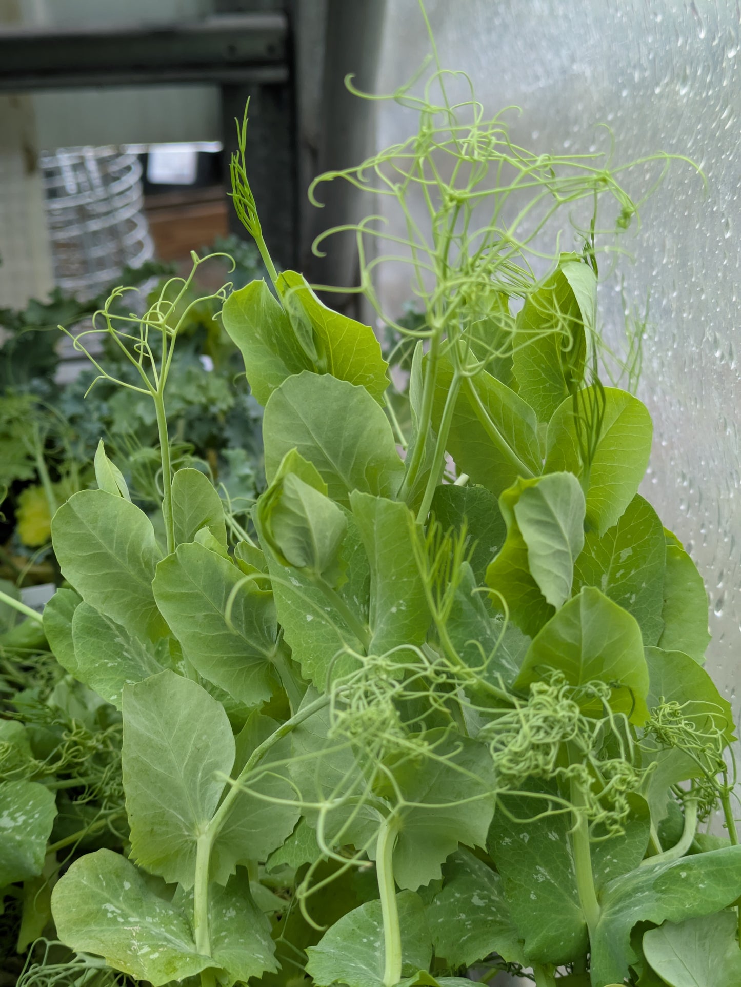 3pk, 4Pk & 6pk veggies