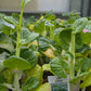 3pk, 4Pk & 6pk veggies