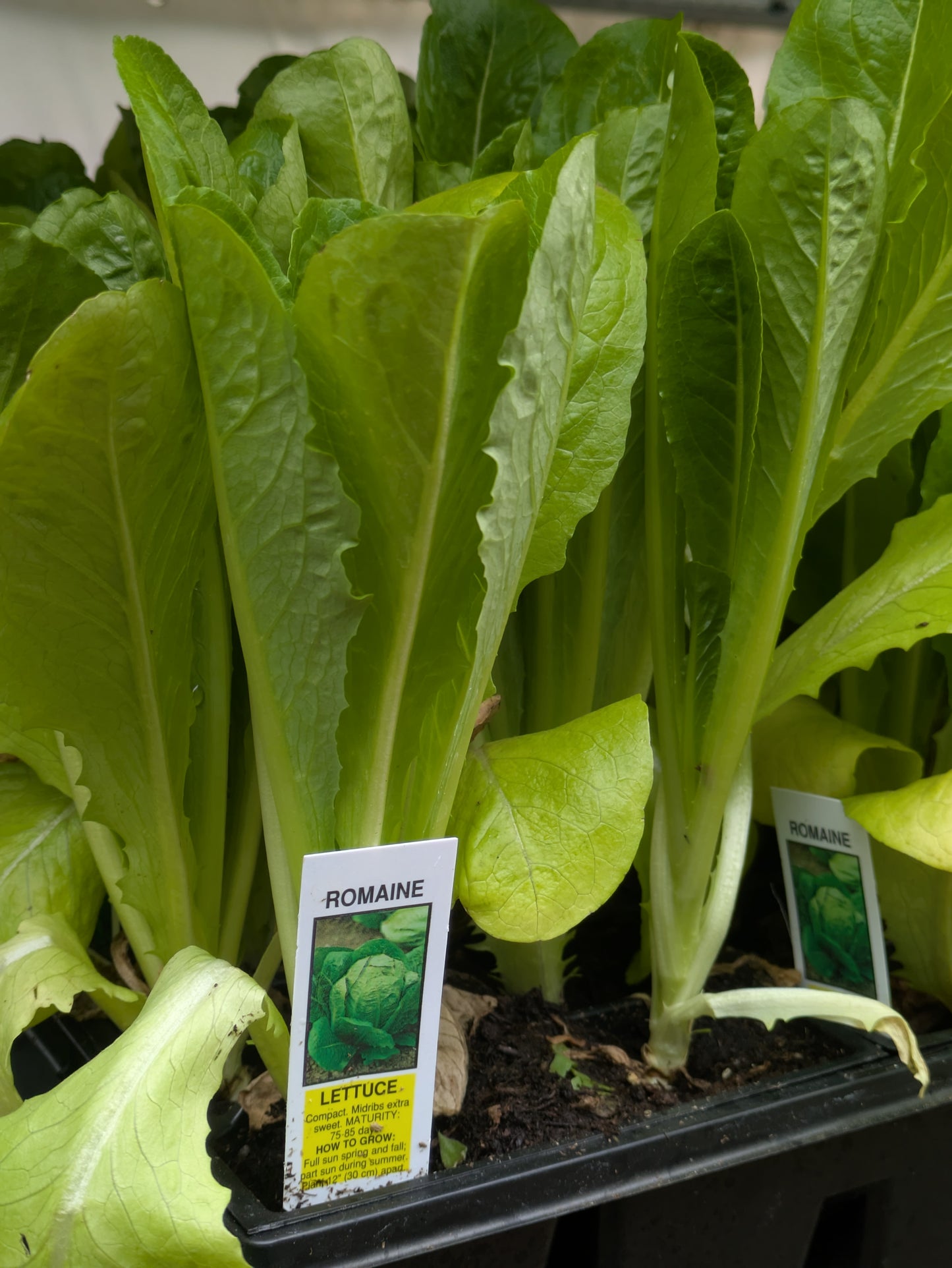 3pk, 4Pk & 6pk veggies
