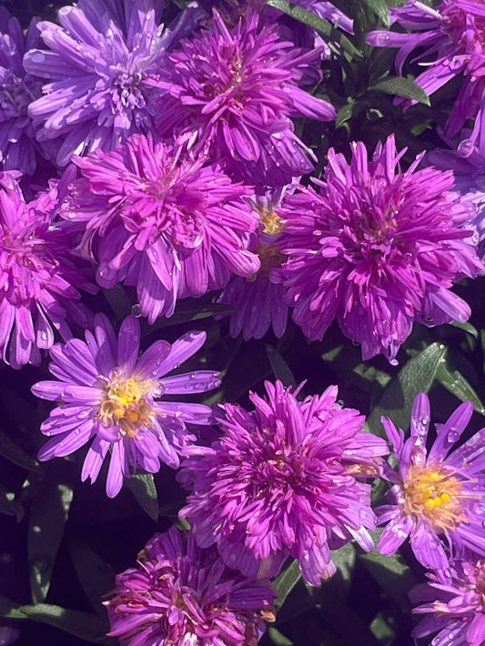 6.5' Fall Aster