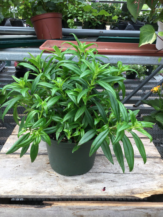 Goldfish plant 6'