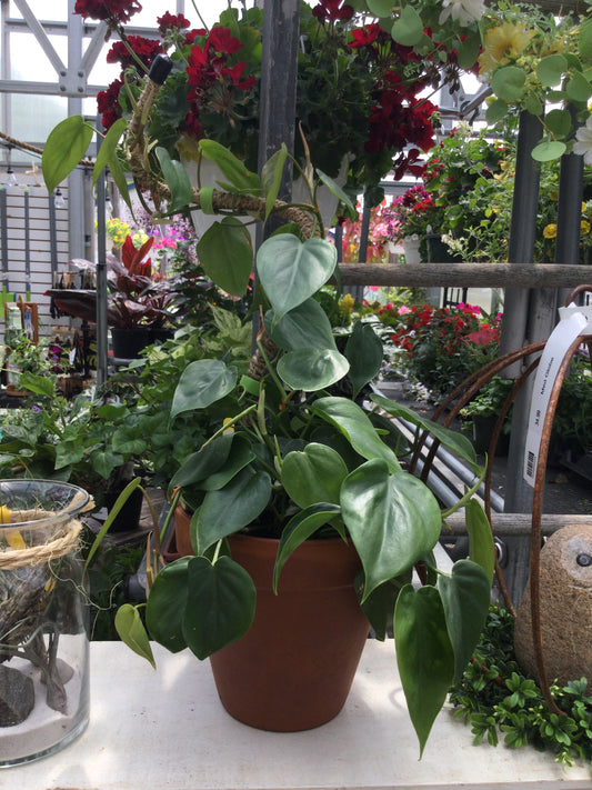 8" philodendron on a pole
