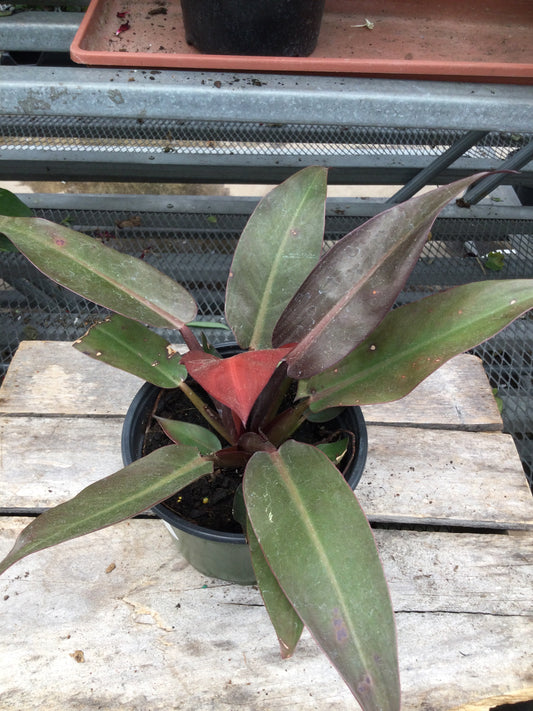 Philodendron Dark Cardinal 6'